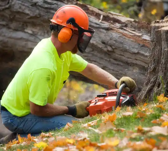 tree services Marine on St. Croix